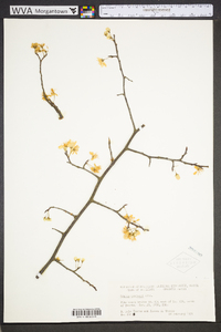 Prunus mexicana image