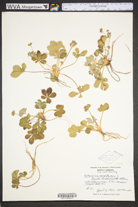 Potentilla canadensis image