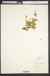 Potentilla canadensis image