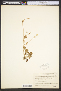 Potentilla canadensis image