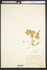 Potentilla canadensis image