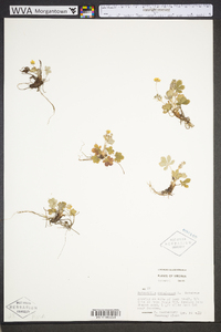 Potentilla canadensis image