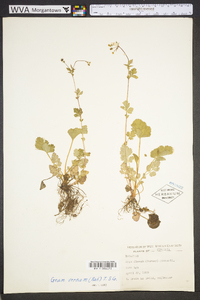 Geum vernum image