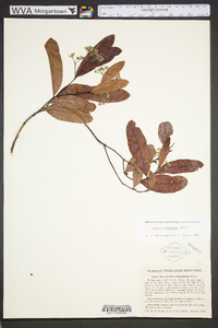 Licania michauxii image