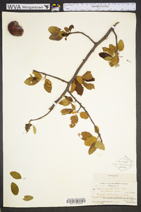 Malus angustifolia image