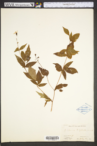 Gillenia trifoliata image