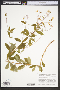 Gillenia trifoliata image