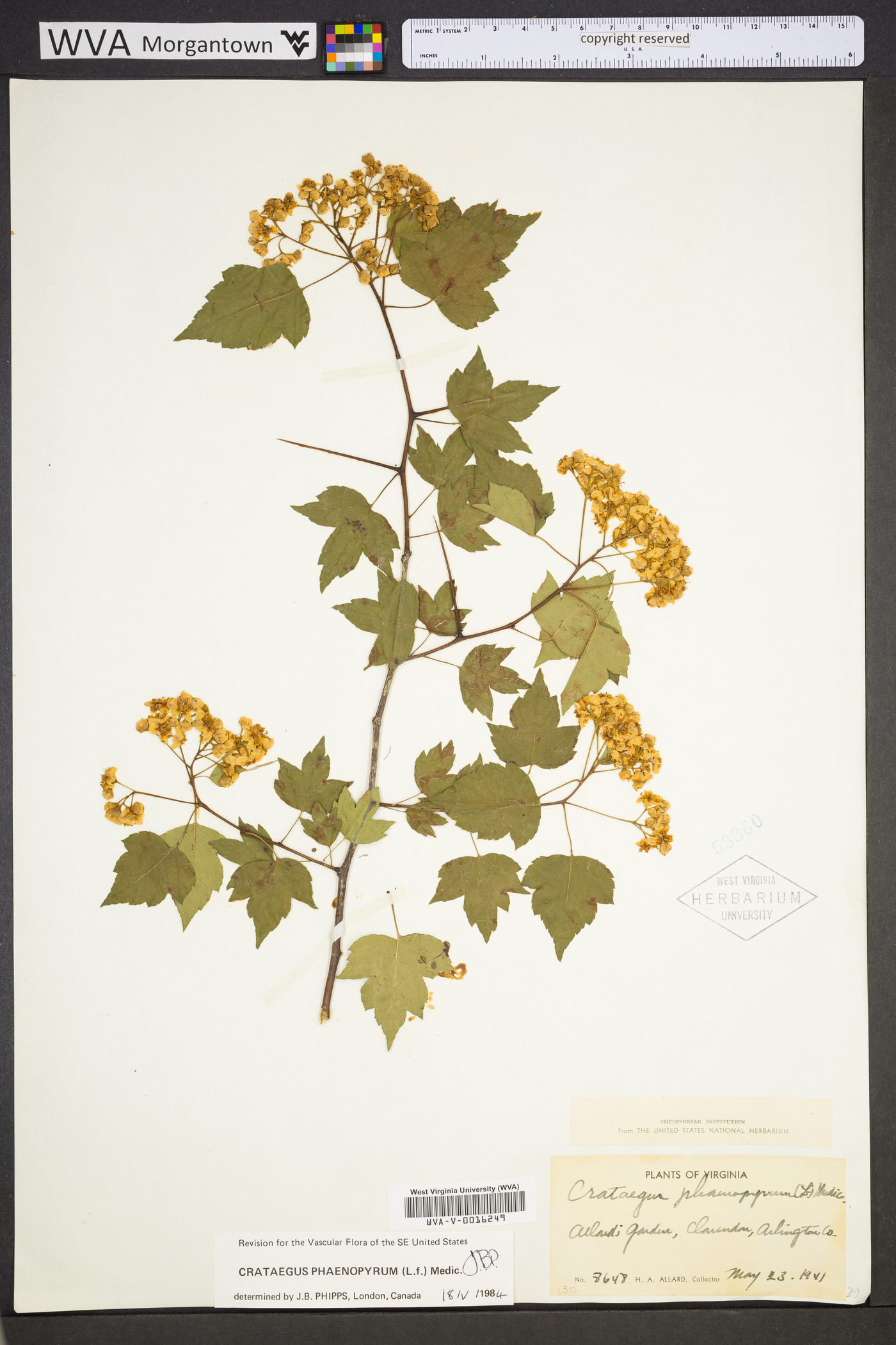 Crataegus phaenopyrum image
