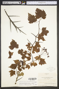 Crataegus phaenopyrum image