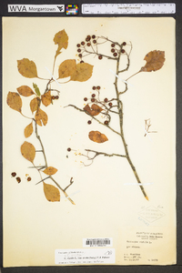 Crataegus ovata image