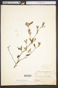 Crataegus ovata image