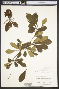 Crataegus punctata image