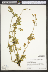 Crataegus spathulata image