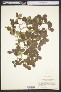 Crataegus uniflora image