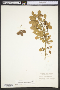 Crataegus uniflora image