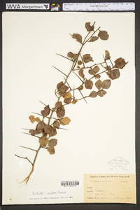 Crataegus uniflora image