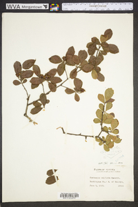 Crataegus uniflora image