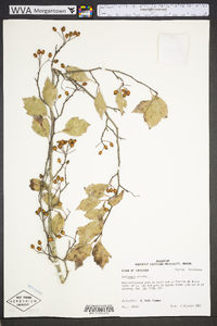 Crataegus viridis image