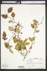 Crataegus viridis image