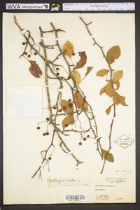 Crataegus viridis image