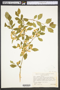 Crataegus viridis image