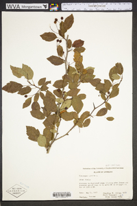 Crataegus viridis image