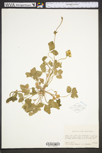 Potentilla indica image