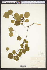 Crataegus flava image