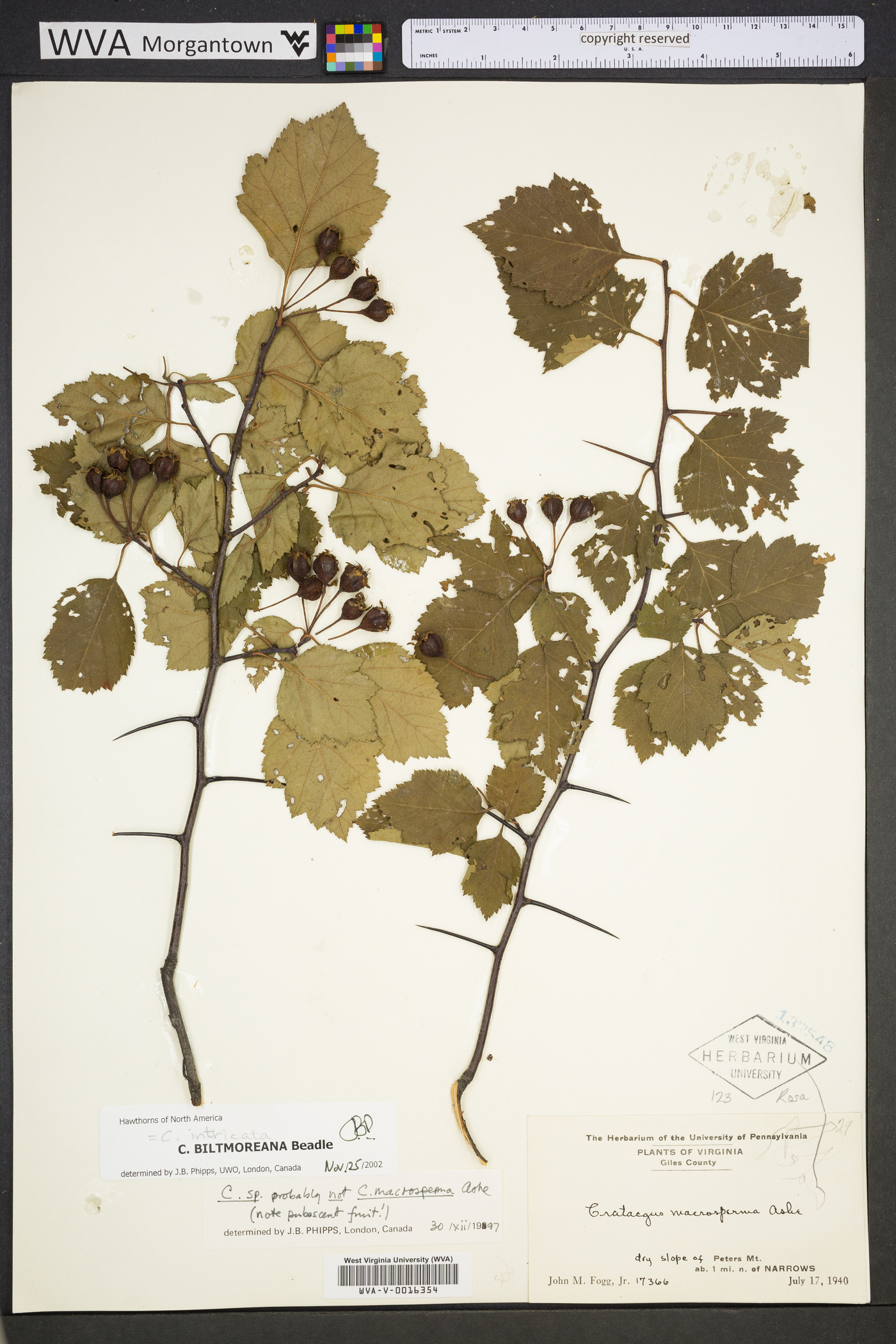 Crataegus intricata image