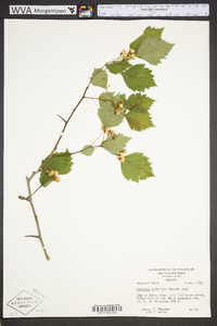 Crataegus flabellata image