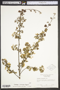 Crataegus marshallii image