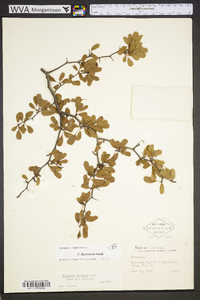 Crataegus lacrimata image