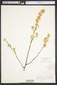 Amelanchier canadensis image