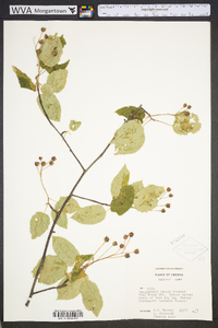 Amelanchier laevis image