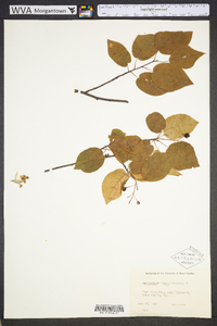 Amelanchier laevis image