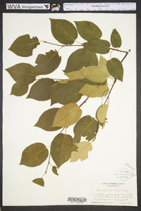 Amelanchier laevis image