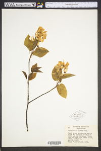 Amelanchier laevis image