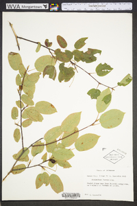 Amelanchier laevis image