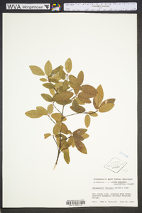 Amelanchier obovalis image