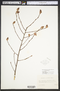 Amelanchier obovalis image