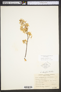 Amelanchier obovalis image