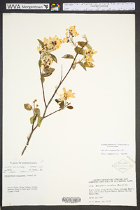 Amelanchier sanguinea image