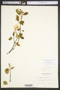 Amelanchier sanguinea image