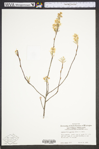 Amelanchier stolonifera image