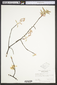 Amelanchier stolonifera image