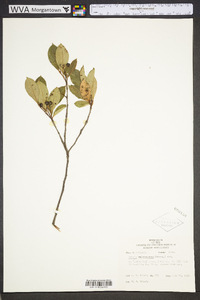 Aronia melanocarpa image