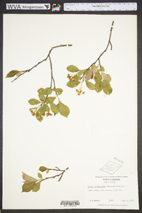 Aronia melanocarpa image