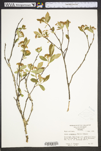 Aronia × prunifolia image