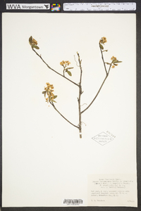 Aronia × prunifolia image