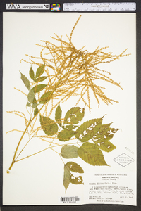 Aruncus dioicus image